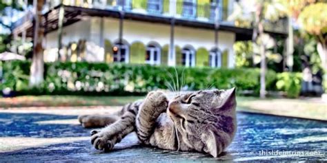 Ernest Hemingway House & Museum | Key West Bus Tours