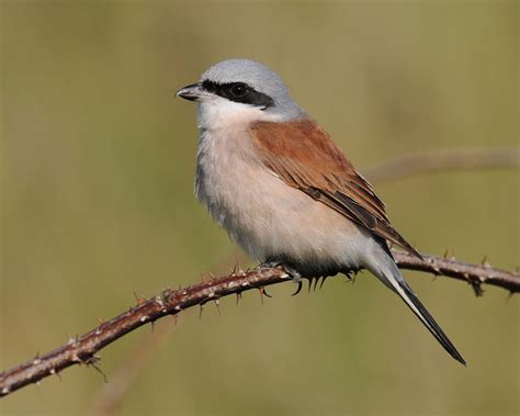 Red-backed Shrike by Nick Appleton - BirdGuides