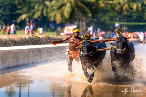 Kambala Buffalo Race Mangalore Uduppi Karnataka - Calendar 2018-2019 ...