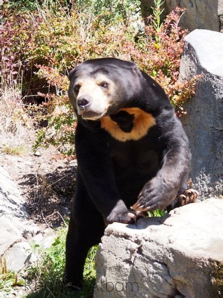 Interesting Animals at Wellington Zoo, with NZ's Only Bear | Wellington ...