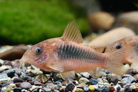 Corydoras bronze - Corydoras aeneus • Fiche Poisson