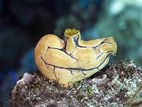 Tunicates