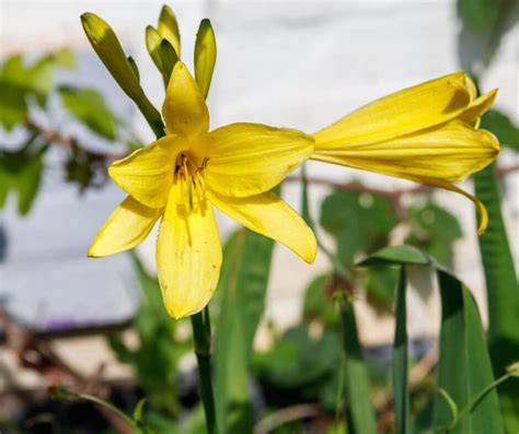 The Best Yellow Perennial Flowers for a Cheerful Garden — Gardening ...