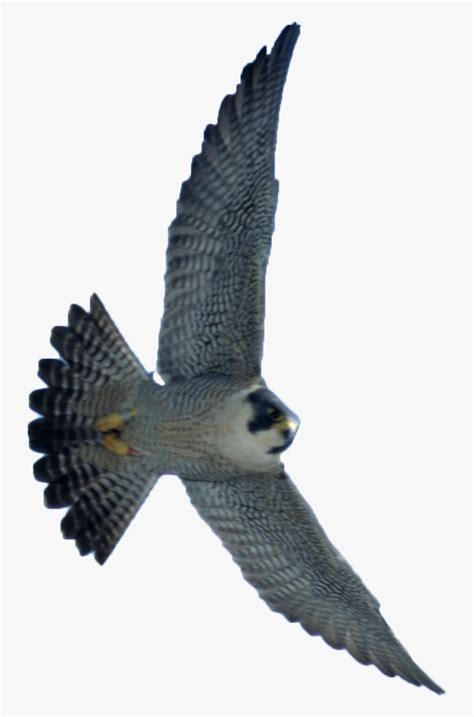 Transparent Peregrine Falcon Png - Peregrine Falcon Diving Png , Free Transparent Clipart ...