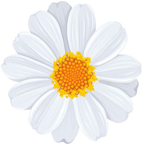 White Daisy PNG Transparent Clip Art Image | Daisy painting, Daisy image, White flower pictures