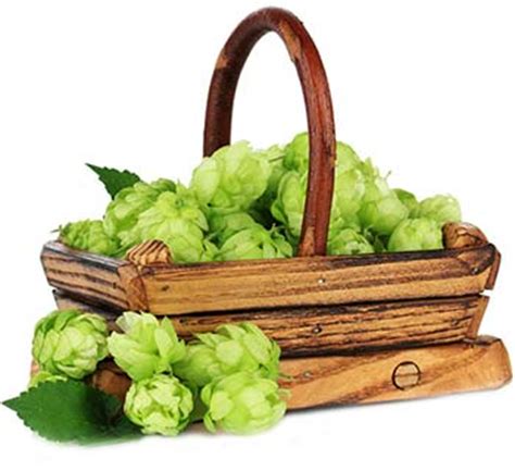 Citra Hops :: History, Plant Information & Brewing Tips