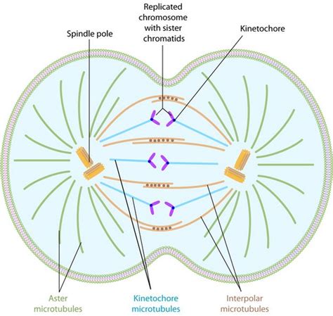 Role Of Microtubules In Cell Division - Cell Division