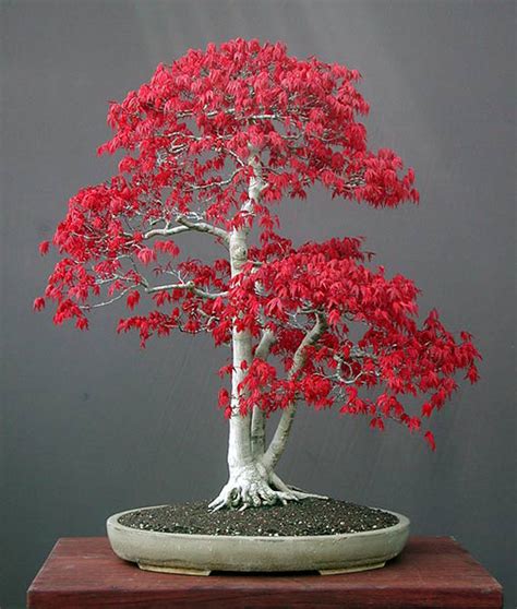 Japanese Maple bonsai : r/pics