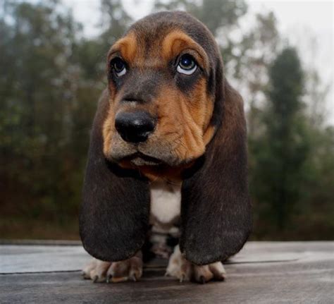 Basset Hound puppies are simply terrifying… - PH Ducrocq | Basset ...