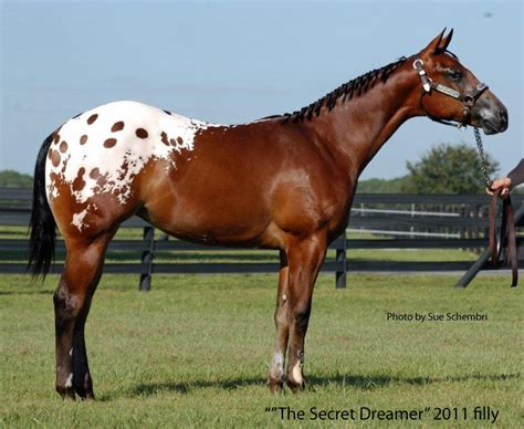 TWENTYFOURKARATCHIP "TATE" and show horses | Appaloosa horses, Show ...