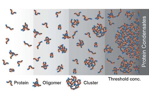 Biomolecular condensates within cells found to have structure