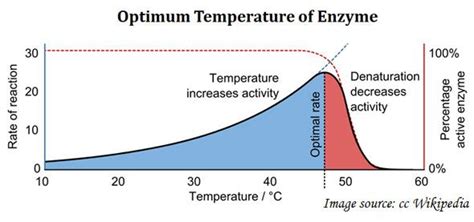 Optimum Temperature for Enzymes - FletcherkruwPollard