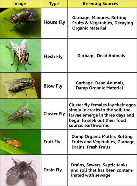 Common Fly Identification Chart | Visual.ly