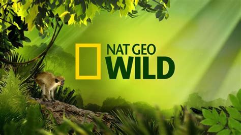 Nat Geo Wild | National geographic wild, National geographic, Jungle scene