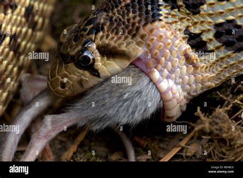 Pacific Gopher Snake Eating Mouse (Pituophis catenifer catenifer ...