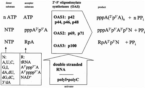 The 2 % -5 % -nucleotidyl transferase reaction. | Download Scientific Diagram