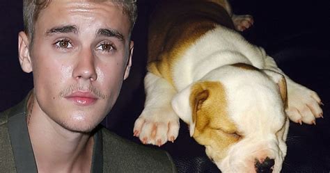 Justin Bieber is Hollywood Dr. Dolittle. He really loves pets