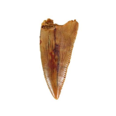 Raptor Tooth Fossil – Jurassic Jacks Fossil Shack