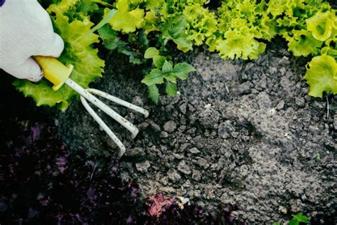 What is the Best Soil for Vegetable Garden - Smart Garden and Home