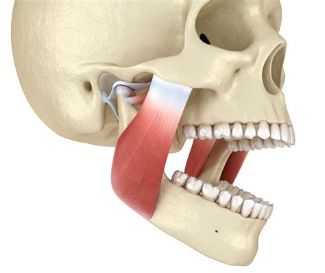 Tmj Muscles Anatomy