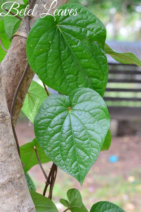 5 Best Health Benefits & Uses of Betel Leaf | Paan Leaf | Piper Betle ...