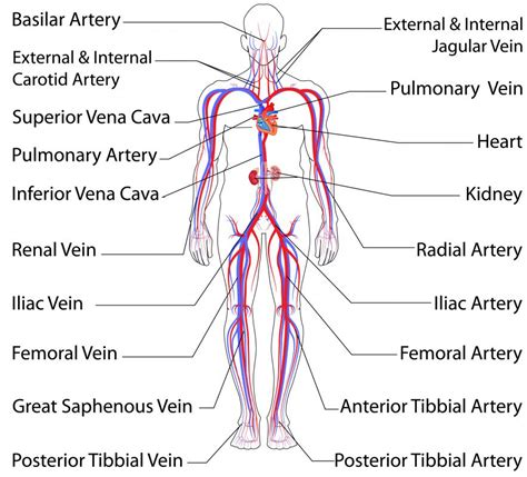 What is the Pulmonary Artery? (with pictures)