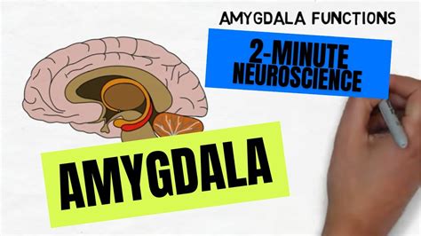 2-Minute Neuroscience: Amygdala - YouTube