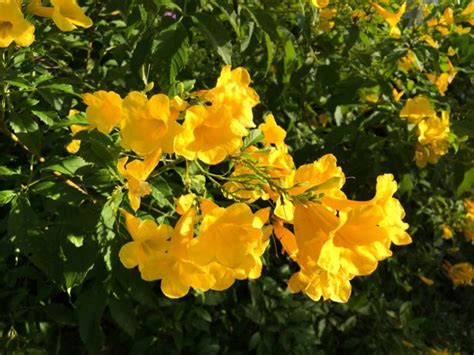 10 Drought-Tolerant Native Plants for Houston | Native plants, Yellow ...