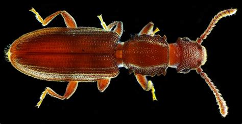 Sawtoothed Grain Beetle | Smithsonian Photo Contest | Smithsonian Magazine