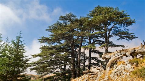 Conifer | San Diego Zoo Animals & Plants