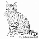 Tabby Cat Coloring Pages  Free & Printable sketch template