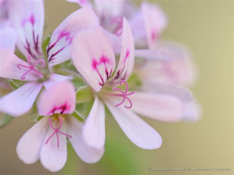 Pelargonium graveolens flowers 4 – Alexander S. Kunz Photography