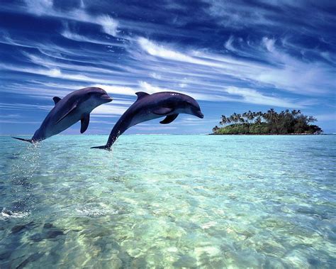 Dolphin Desktop Wallpapers - Wallpaper Cave