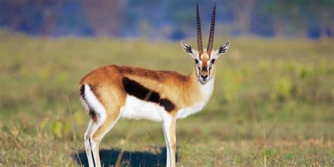 Gazelles: A Wildlife Guide To The Gazelle ️