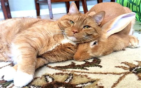 This ginger-haired rabbit and cat duo is our favorite fall friendship ...