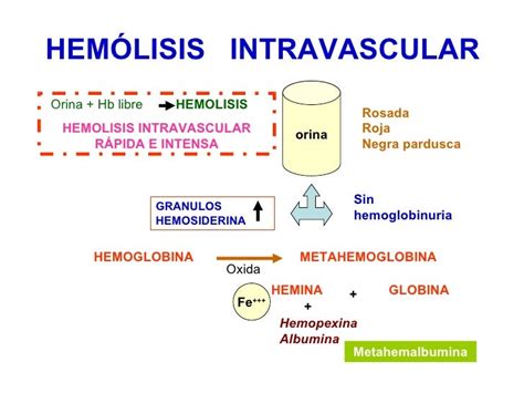 HEMOLISIS INTRAVASCULAR Y EXTRAVASCULAR PDF