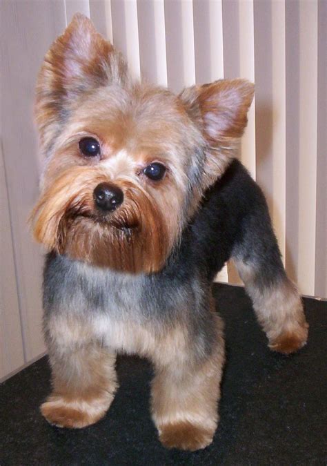 21 best Yorkie haircuts images on Pinterest | Little dogs, Yorkies and ...