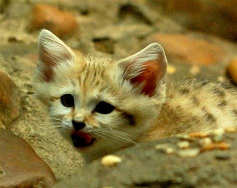 Baby Sand Cat | Charles Barilleaux | Flickr