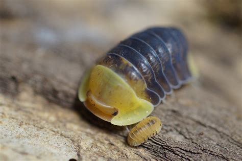 25 best u/isopodsource images on Pholder | Awwnverts, Isopods and Snakes