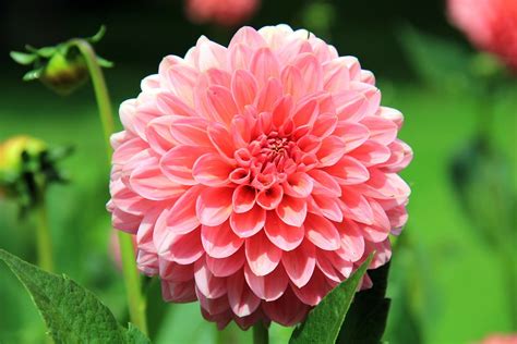 Guide to Growing Dahlia Flowers