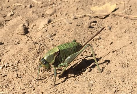 Can You Eat Mormon Crickets? Unveiling the Culinary Delights