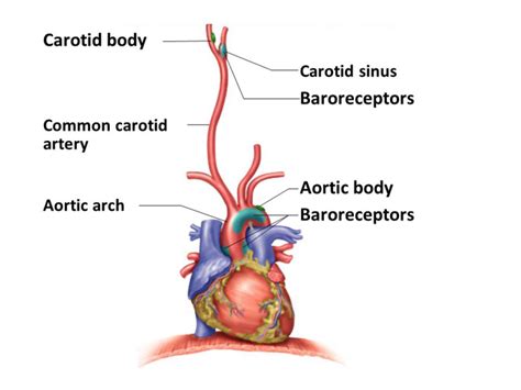 Baroreceptors in ANS Diagram | Quizlet