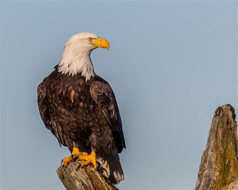 The Bald Eagle, A National Symbol | BirdNote