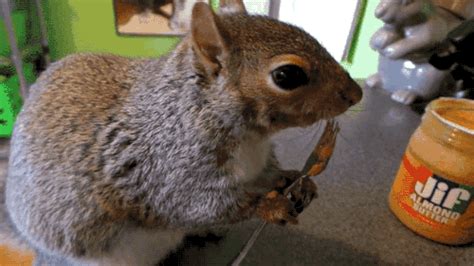 Pet Squirrel GIF - Find & Share on GIPHY