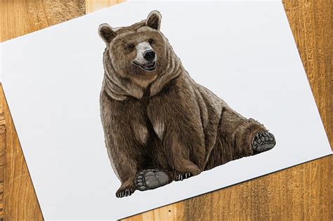 How to Draw a Bear - An Easy Bear Drawing Tutorial