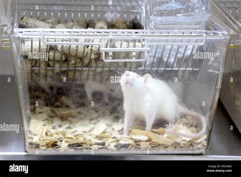 Laboratory rat Stock Photo - Alamy