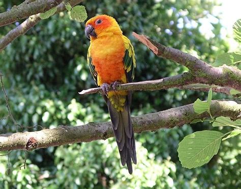 Sun Conure Breeding - Parrot World