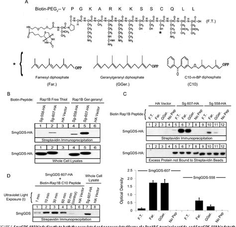 Figure 5 from The Chaperone Protein SmgGDS Interacts with Small GTPases Entering the Prenylation ...