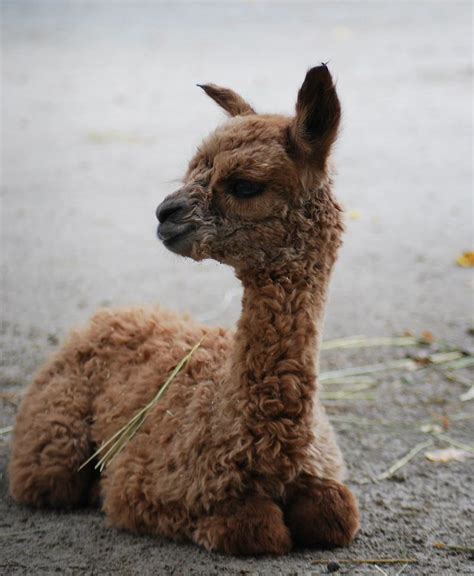 Baby Alpaca Takes Wobbly First Steps at Children's Zoo - ZooBorns