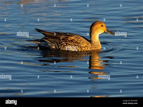 Northern pintail (Anas acuta), Llano Seco Unit, Steve Thompson North ...